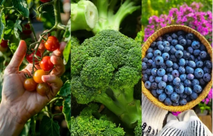 Tránh xa nguy cơ ung thư với 5 thực thẩm nếu được dùng thường xuyên