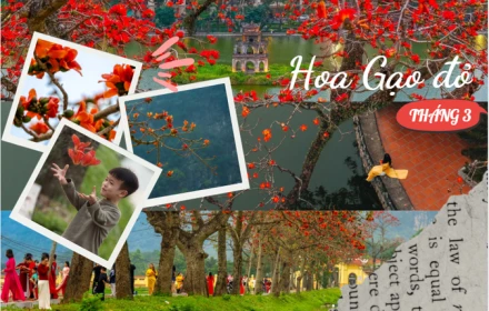 Bao giờ cho đến tháng 3, Hà Nội “đỏ lửa” mùa hoa gạo về: Từ Hồ Gươm đến làng quê ven sông, một sắc hoa gợi cả ký ức và nhịp sống