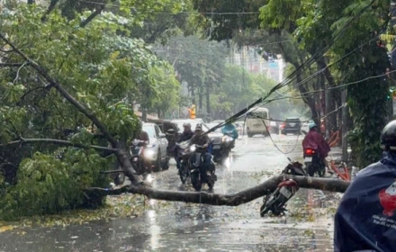 Cây xanh bật gốc giữa trời mưa, đ.è trúng người đi xe máy ở Hà Nội ‼️