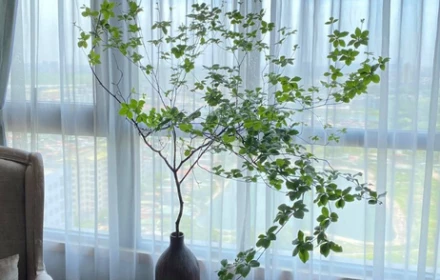 Asebi là gì mà sao đắt vậy?