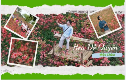 Cuối tháng 3, Mộc Châu thêm một “tọa độ” rực rỡ: Vườn đỗ quyên 5.000 m² hút khách check-in