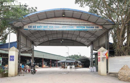 Cận cảnh lò mổ tuồn gần 300 tấn lợn bệnh vào trường học, chợ đầu mối ở Hà Nội