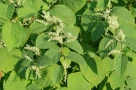 Japanese knotweed - một loài xâm hại nguy hiểm nhất thế giới