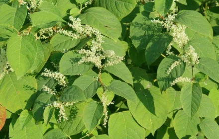 Japanese knotweed - một loài xâm hại nguy hiểm nhất thế giới