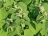 Japanese knotweed - một loài xâm hại nguy hiểm nhất thế giới
