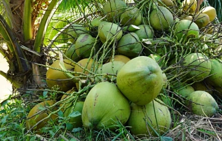 Uống nước dừa mỗi sáng, cơ thể thay đổi ra sao sau vài tuần?