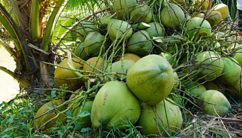 Uống nước dừa mỗi sáng, cơ thể thay đổi ra sao sau vài tuần?