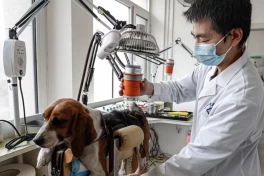 Trung Quốc bùng nổ dịch vụ không ai ngờ tới khi hàng triệu thú cưng bước vào tuổi già