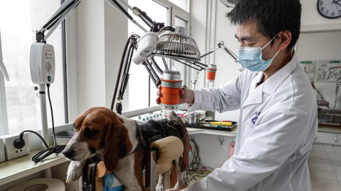 Trung Quốc bùng nổ dịch vụ không ai ngờ tới khi hàng triệu thú cưng bước vào tuổi già