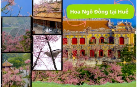 Ngô đồng xứ Huế vào mùa: Một góc check-in rực rỡ, kể lại câu chuyện vương giả giữa lòng cố đô