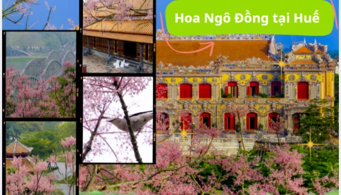 Ngô đồng xứ Huế vào mùa: Một góc check-in rực rỡ, kể lại câu chuyện vương giả giữa lòng cố đô