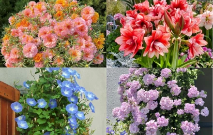 Xếp hạng 12 loài hoa cứ trồng là sống, không cần “mát tay” mà hoa vẫn nở rực rỡ 4 mùa