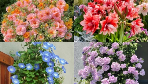 Xếp hạng 12 loài hoa cứ trồng là sống, không cần “mát tay” mà hoa vẫn nở rực rỡ 4 mùa