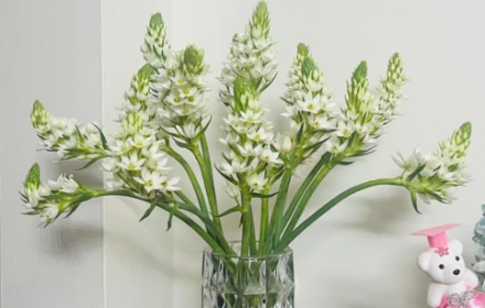 Cách cắm hoa thiên nga hot trend của các chị em hiện nay