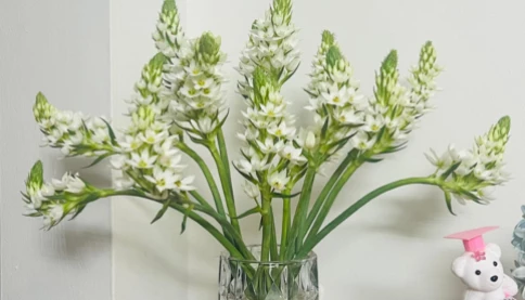 Cách cắm hoa thiên nga hot trend của các chị em hiện nay