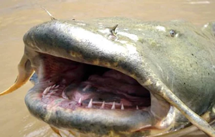 Câu trúng cá khủng dài 2m, cái kết khiến nhiều người tiếc nuối