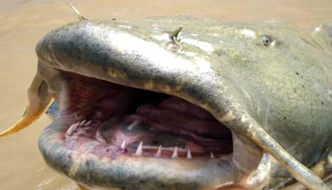 Câu trúng cá khủng dài 2m, cái kết khiến nhiều người tiếc nuối