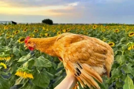 Ngỡ ngàng với gà "quý tộc" được nghe nhạc uống sữa, giá "sương sương" gần 3,5 triệu đồng một con