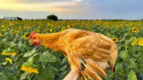 Ngỡ ngàng với gà "quý tộc" được nghe nhạc uống sữa, giá "sương sương" gần 3,5 triệu đồng một con