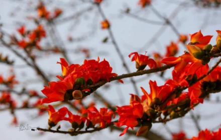 Tháng Ba âm lịch sợ nhất ngày mùng Một, có đúng không?