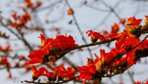 Tháng Ba âm lịch sợ nhất ngày mùng Một, có đúng không?