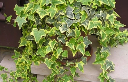 5 loại cây nên đặt trong phòng ngủ giúp lọc không khí, ngủ ngon hơn