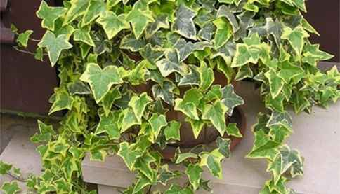 5 loại cây nên đặt trong phòng ngủ giúp lọc không khí, ngủ ngon hơn