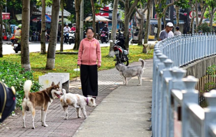 Nuôi chó: Làm ơn hãy biết ngượng và biết điều!
👇