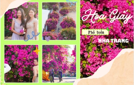 Nha Trang vào mùa đẹp lạ: Tuyến đường hoa giấy rực rỡ ở làng chài Vĩnh Trường khiến du khách mê mẩn check-in