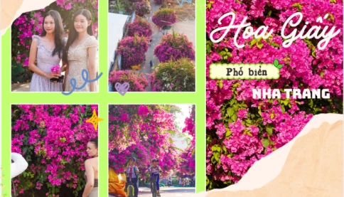 Nha Trang vào mùa đẹp lạ: Tuyến đường hoa giấy rực rỡ ở làng chài Vĩnh Trường khiến du khách mê mẩn check-in