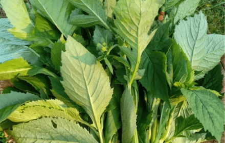 Từng là rau “cứu đói”, nay thành đặc sản: Loại cây mọc dại được ví như “nhân sâm của người nghèo”