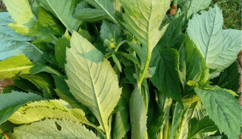 Từng là rau “cứu đói”, nay thành đặc sản: Loại cây mọc dại được ví như “nhân sâm của người nghèo”