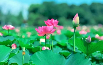 Bốn con giáp tài lộc đổ về cuối tháng Tư âm lịch