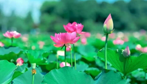 Bốn con giáp tài lộc đổ về cuối tháng Tư âm lịch