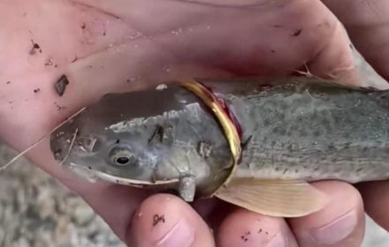 Cần thủ câu được cá “đeo nhẫn vàng”: Phát hiện kỳ lạ từ một buổi câu bình thường