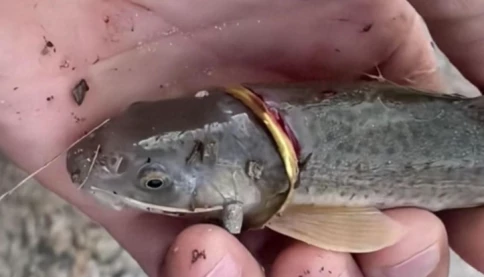 Cần thủ câu được cá “đeo nhẫn vàng”: Phát hiện kỳ lạ từ một buổi câu bình thường