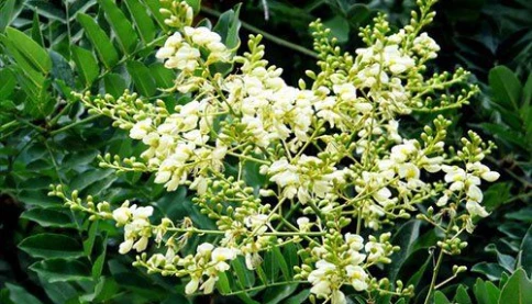 3 loại cây được xem là “giữ lộc” trong phong thủy: Chặt đi dễ hao tài vận gia đình