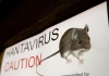 Bệnh nhân du thuyền liên quan đến Hantavirus nhập cảnh vào Nam Phi: Truy dấu tiếp xúc đã được bắt đầu