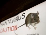 Bệnh nhân du thuyền liên quan đến Hantavirus nhập cảnh vào Nam Phi: Truy dấu tiếp xúc đã được bắt đầu