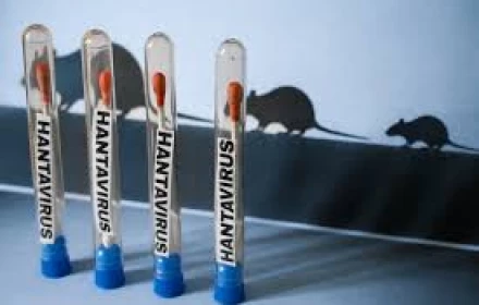 Hantavirus có nguy hiểm không? Có thể gây tử vong như thế nào?
