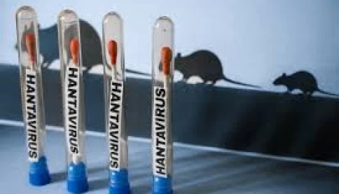 Hantavirus có nguy hiểm không? Có thể gây tử vong như thế nào?