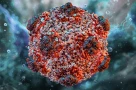 Hantavirus có lây từ người sang người không? Giải thích rõ để tránh hiểu sai