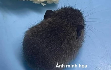Virus Hanta là gì? Đã xuất hiện ở Việt Nam chưa?