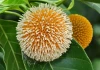 Từ quả dại bờ rào thành đặc sản 120.000 đồng/kg: Loại quả “lên đời” gây sốt chợ mạng