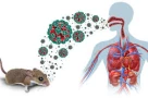 Virus Hanta là gì? Đã xuất hiện ở Việt Nam chưa?