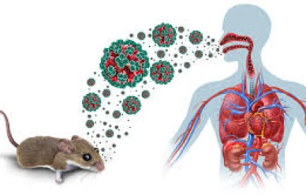 Virus Hanta là gì? Đã xuất hiện ở Việt Nam chưa?