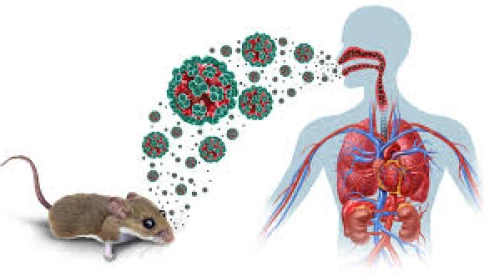 Virus Hanta là gì? Đã xuất hiện ở Việt Nam chưa?