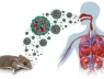 Virus Hanta là gì? Đã xuất hiện ở Việt Nam chưa?