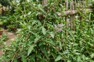 Loại lá quen mọc đầy vườn nhưng ít người để ý: Uống đúng cách có thể hỗ trợ giảm áp lực cho gan