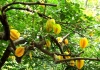 3 cây trồng trước nhà cản bước Thần Tài, tốt nhất đừng trồng